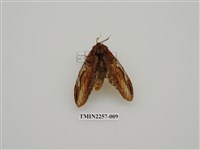 藏品(話筒舟蛾)的圖片